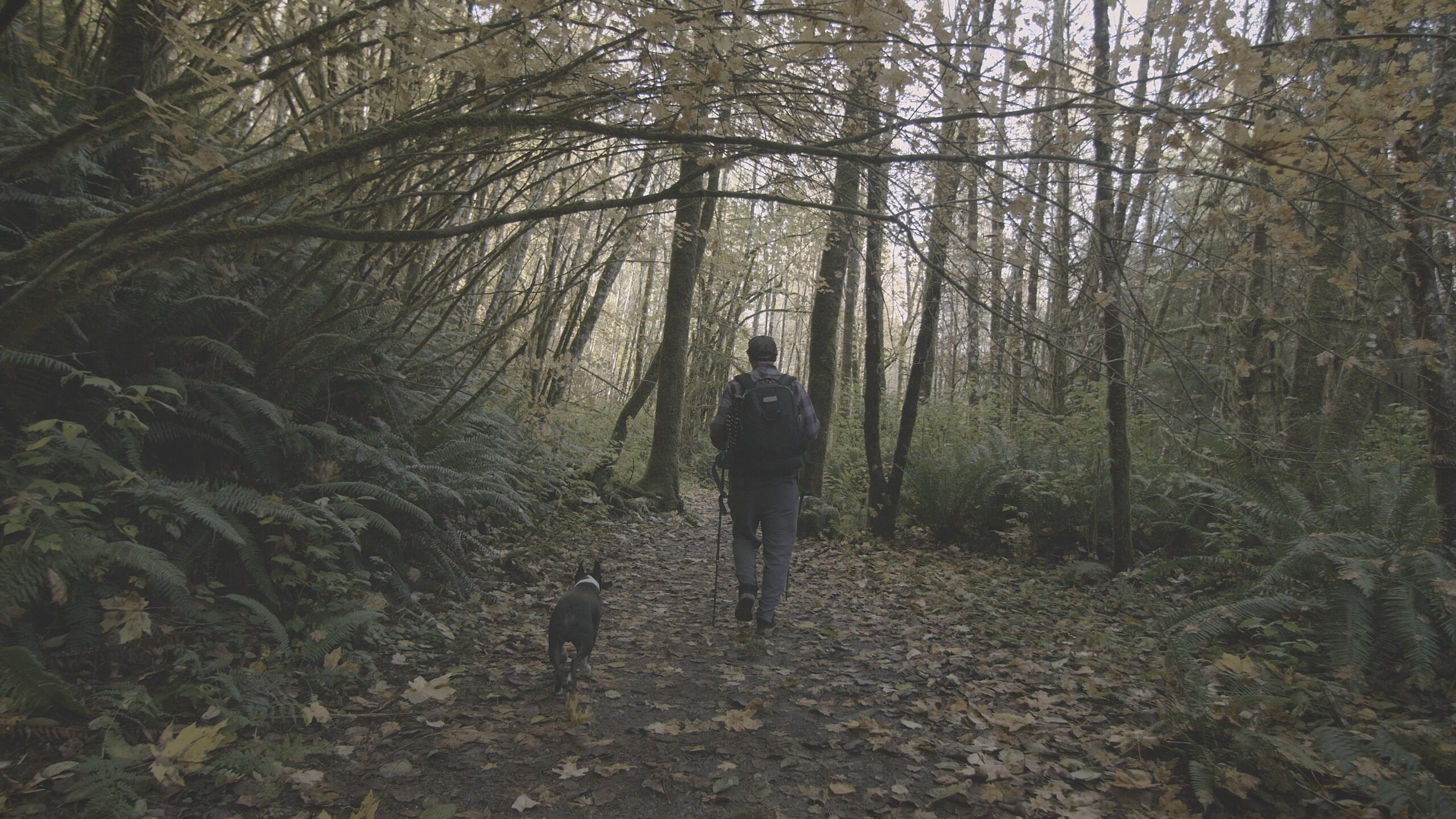 Kodak 2383 Inspired Cinematic LUTs