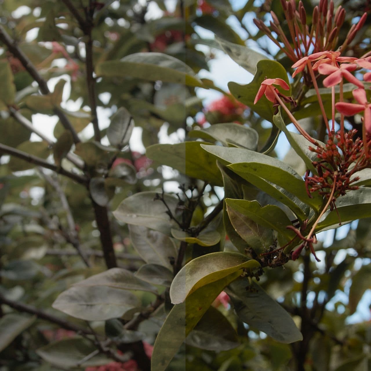 FilmVision V2 Powergrade (7)