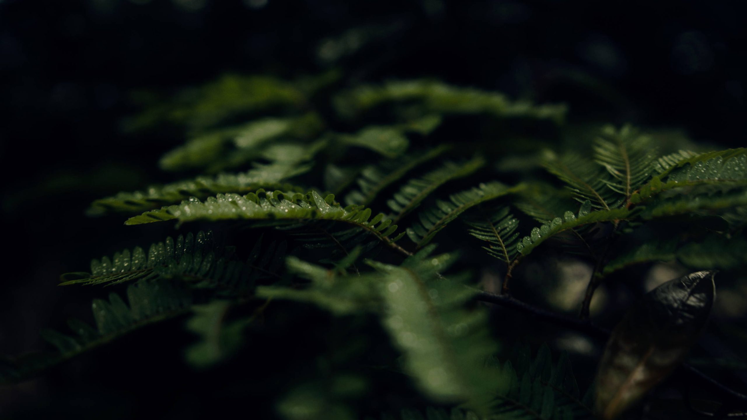 JustKay Blackmagic LUT's Gen 5