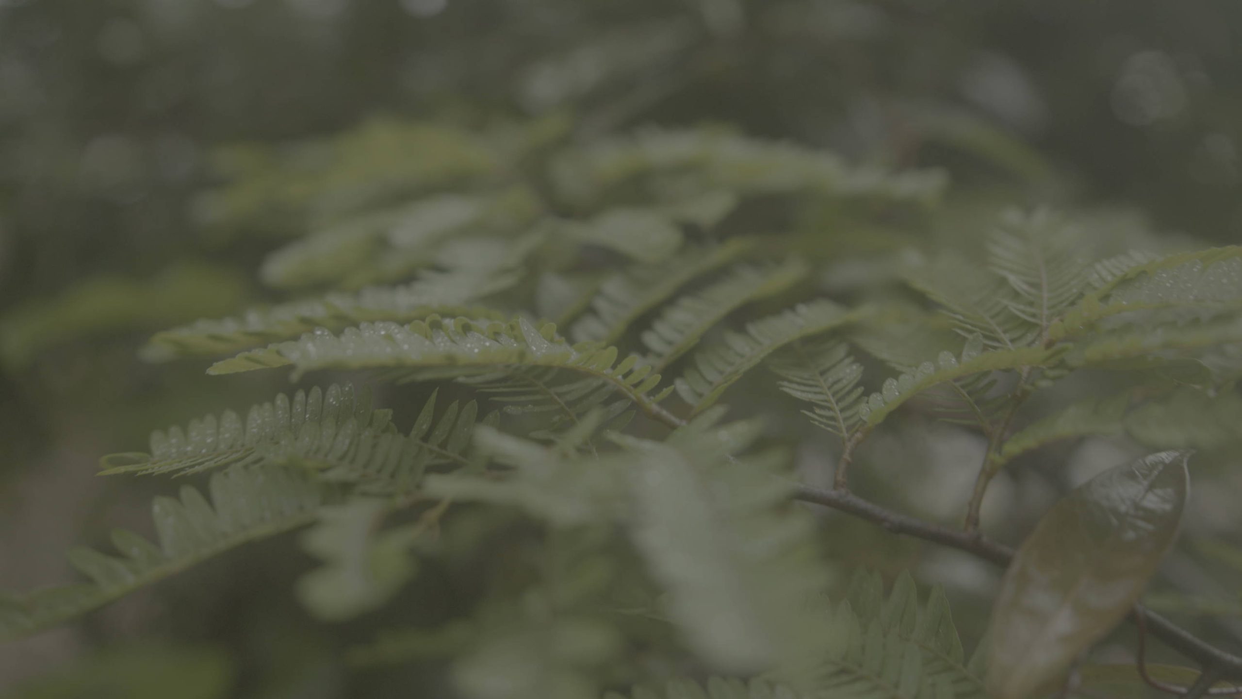 JustKay Blackmagic LUT's Gen 5