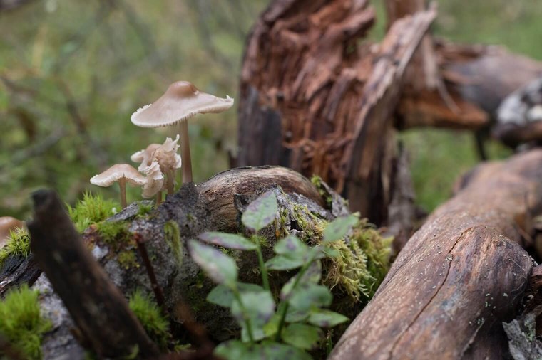 Master Collection 3 Capture One Style packs