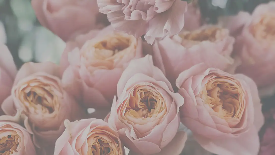 25 Professional LUTs for Wedding Videos MLUT Film