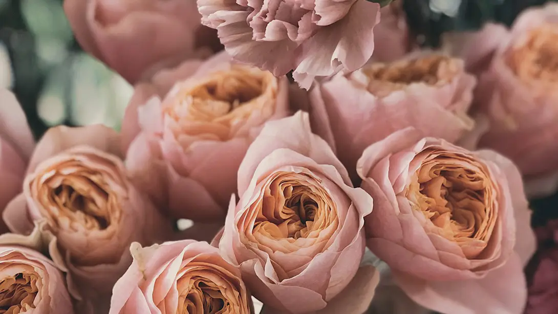 25 Professional LUTs for Wedding Videos MLUT Film