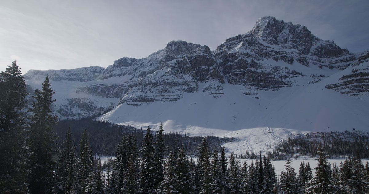 Cine Disposable Camera Presets