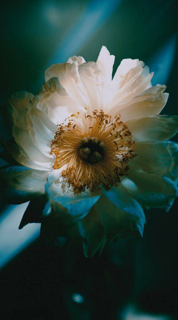 Analogicalab LUT Fantastico Filtro