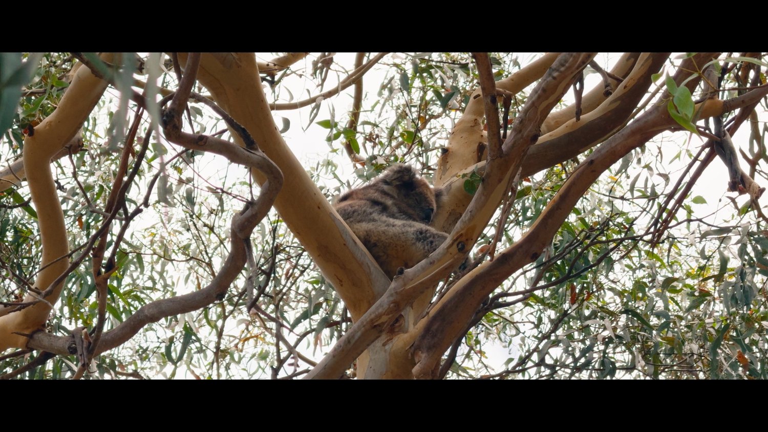 iPhone16Pro2Alexa LUTs (24)