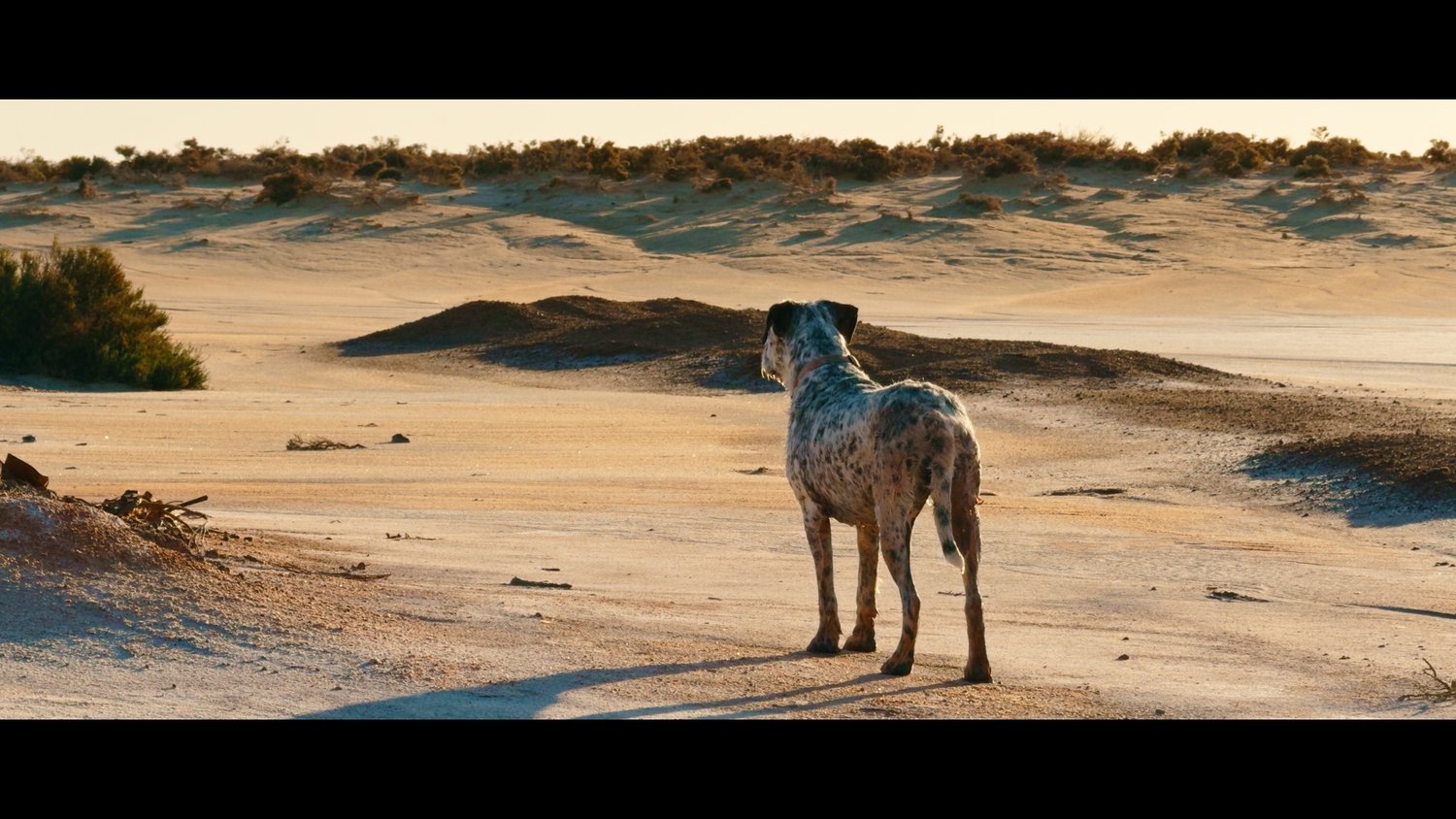 iPhone16Pro2Alexa LUTs (9)