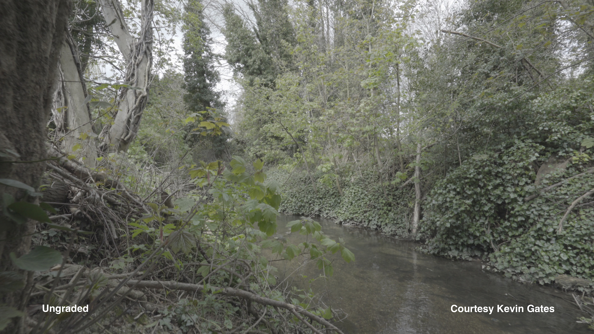 Cineplus Perfekta LUTs