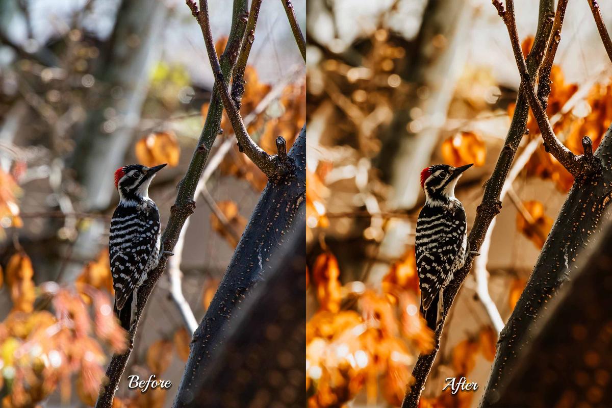 30 Golden Fall LUT Collection